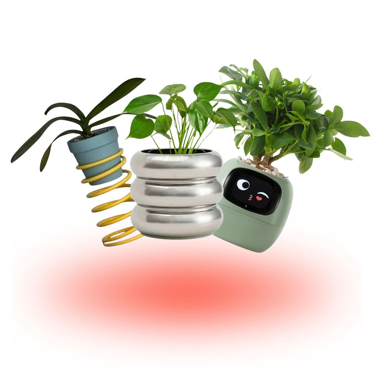 PLANTS & POTS - نباتات وأحواض